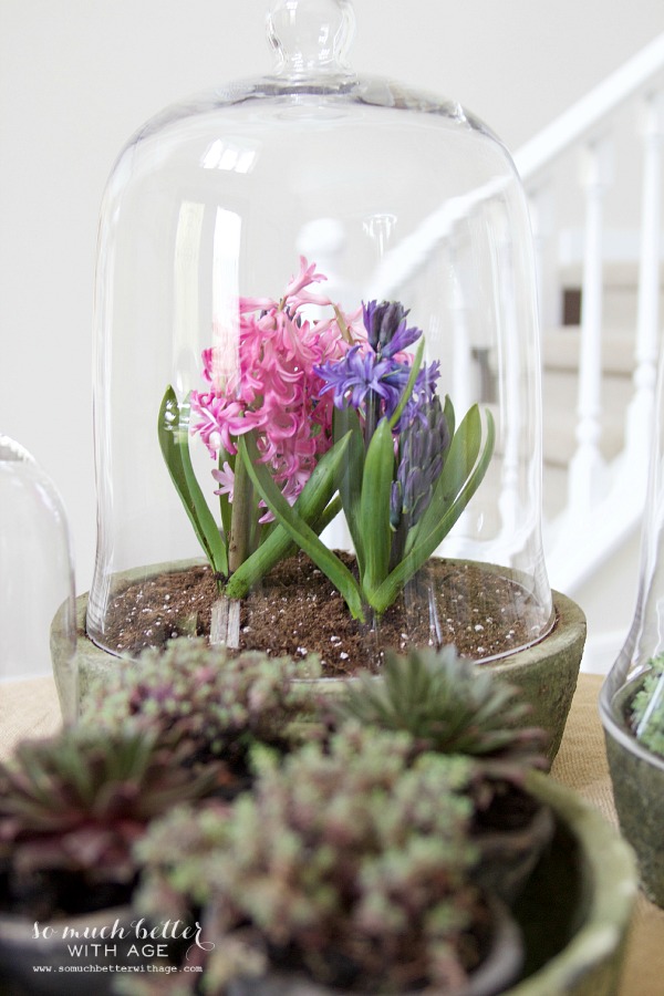 Spring flowers in pots under the cloche.