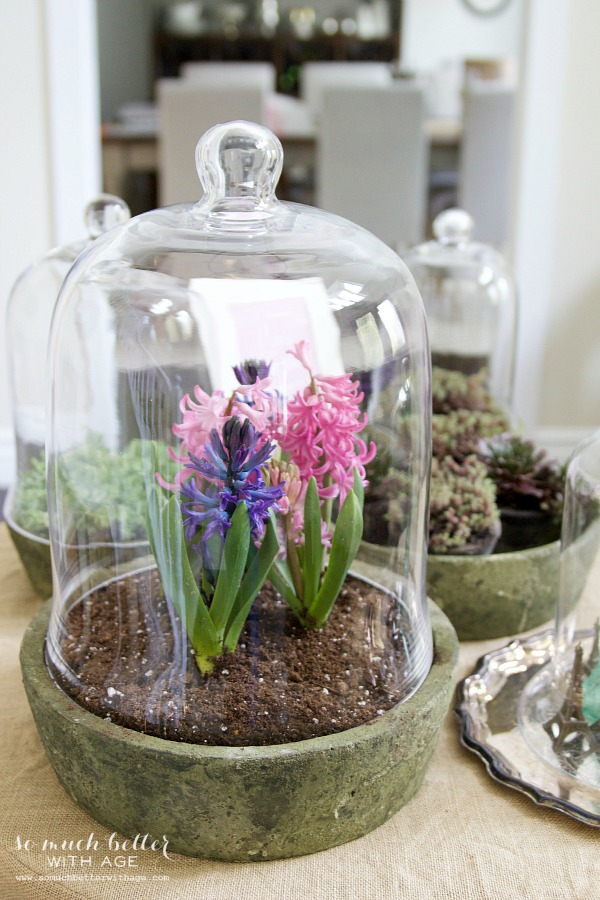 Pink and purple flowers in terrarium.