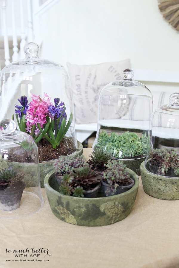 Glass terrariums with little plants and flowers in them.