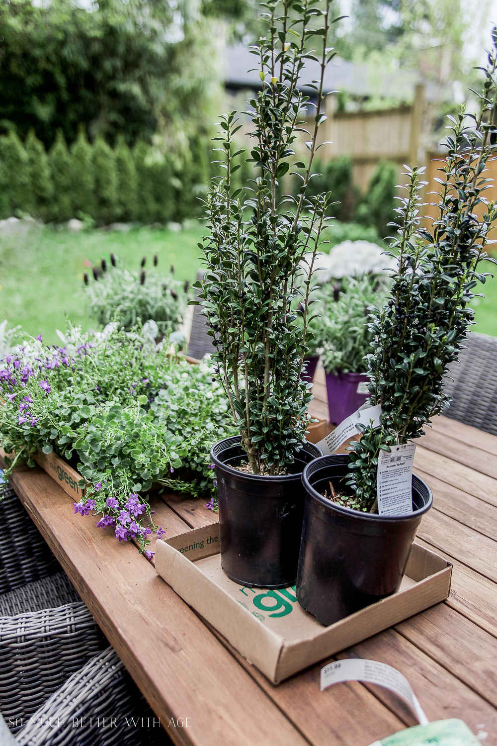 Shrubs in pots on top of outdoor table.