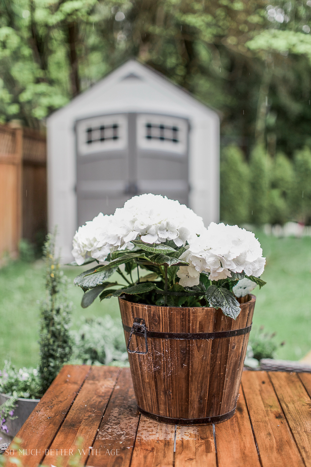 Pot filled with white flowers on wooden deck.