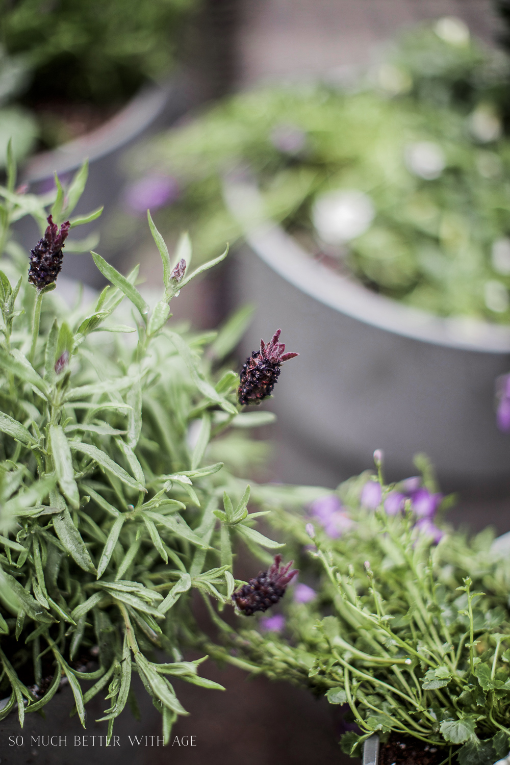 Lavender sitting in pots on table.