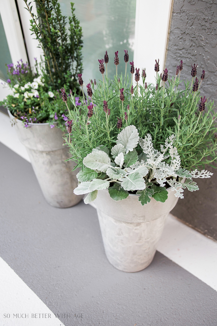 Purple and green flowers in containers on deck.