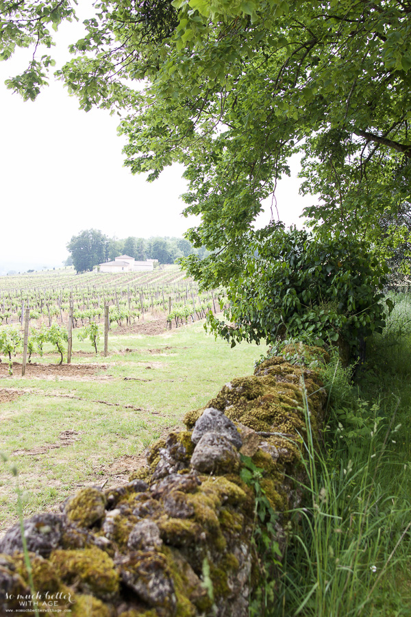 Stone fence of the vineyard.