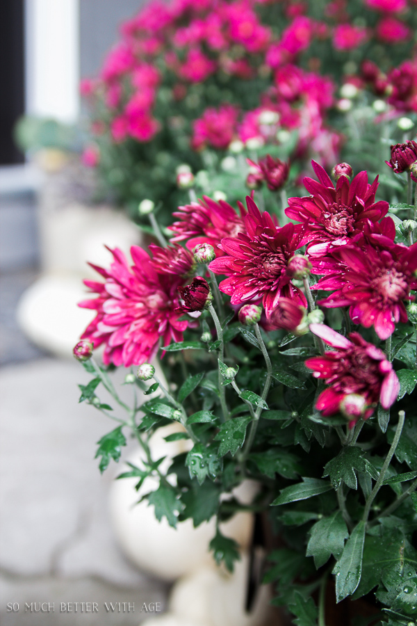 French Fall Home Tour with Purple and Green large purple flowers.