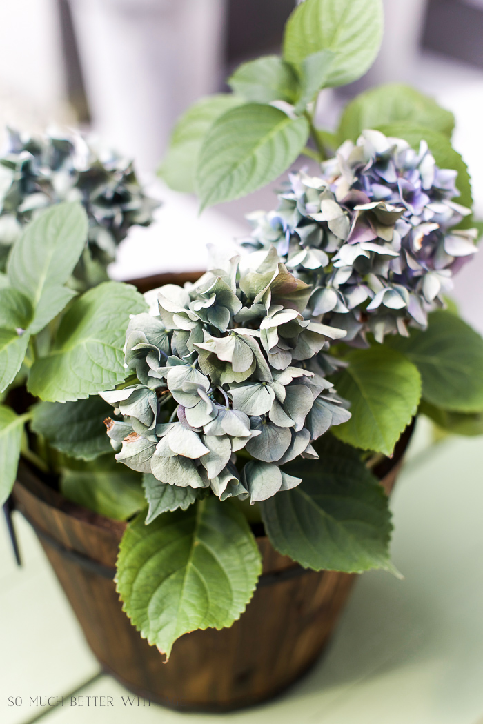 Up close picture of purple hydrangeas in a wooden bucket.