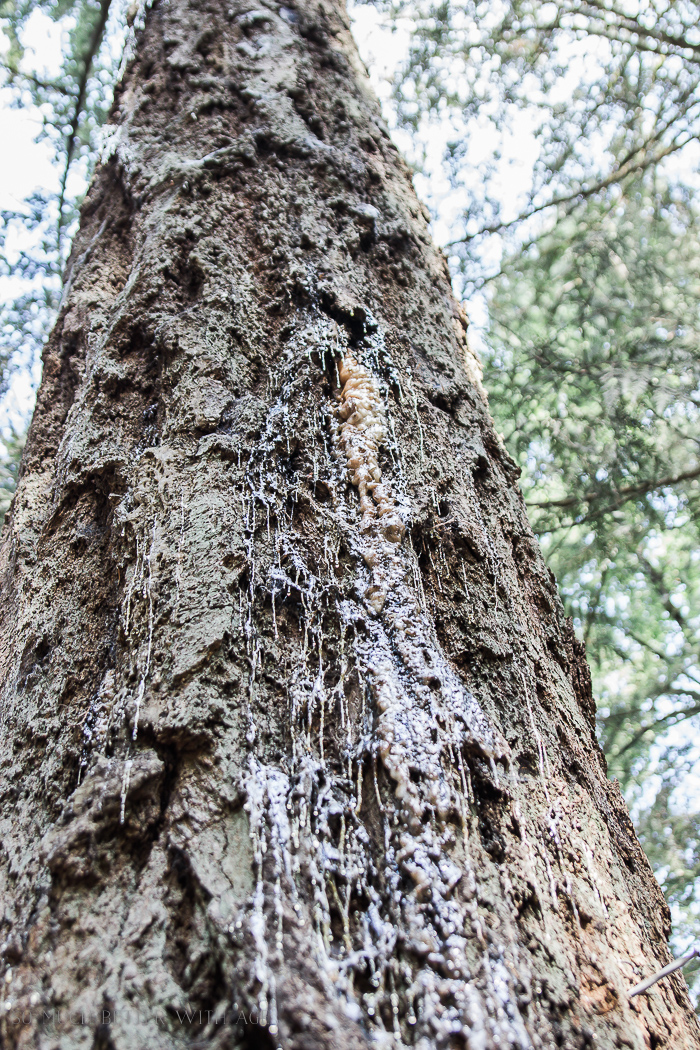 Tree with sap weeping out of it.