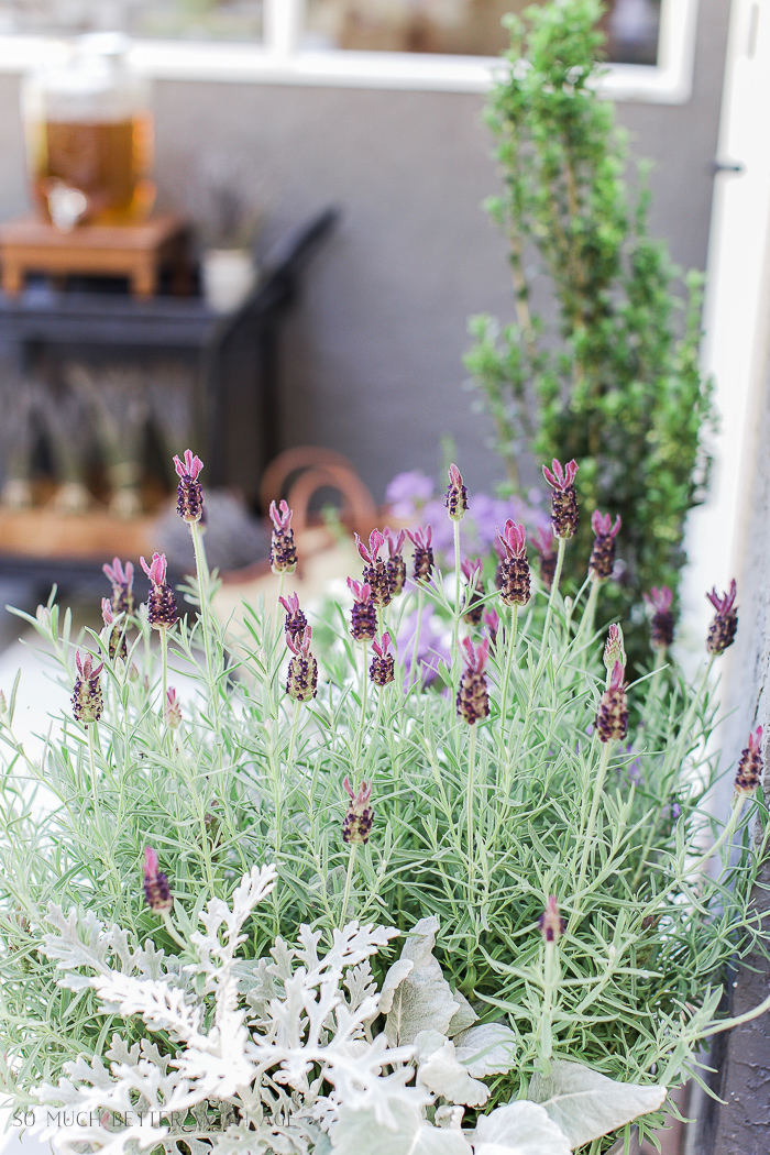 Lavender Outdoor Summer Table Setting/planted lavender - So Much Better With Age