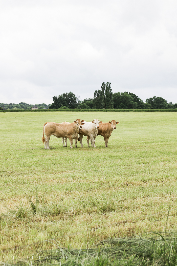 Cows in a field with shorter grass.