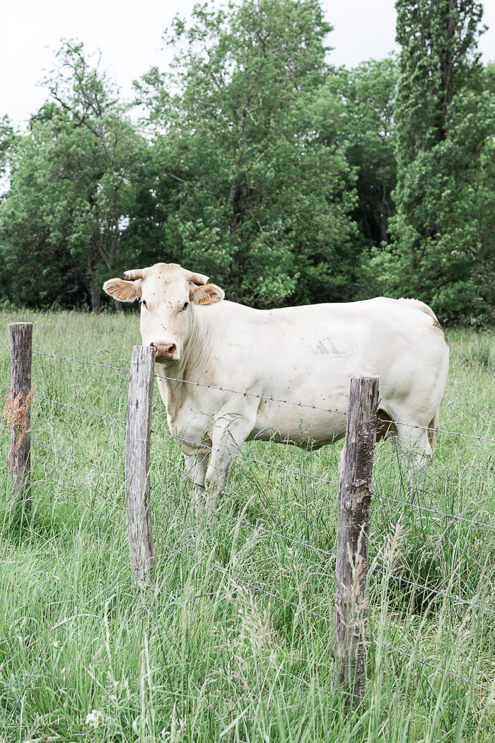 A white cow by a fence.