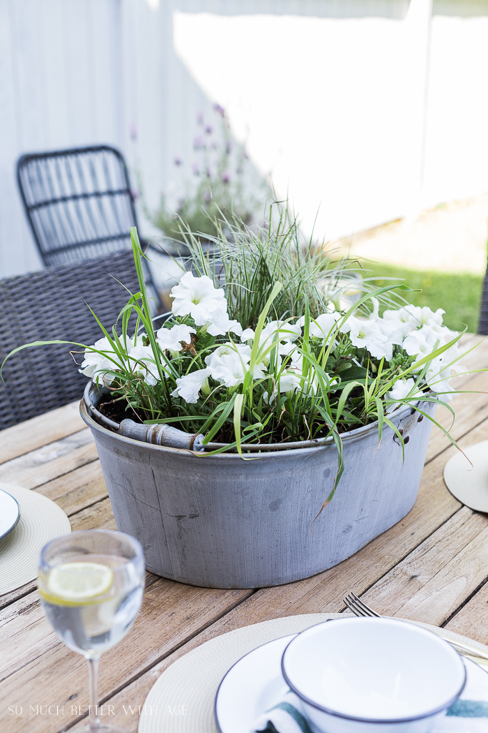 Flowering plants in tin bucket.