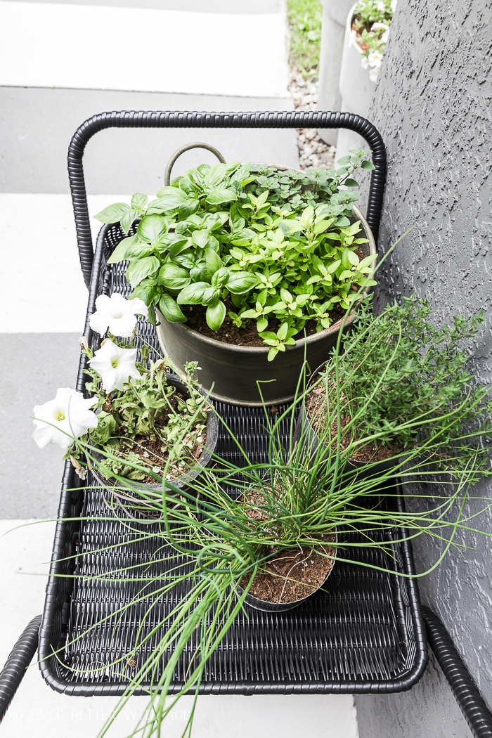 Herb garden on black bar cart. 