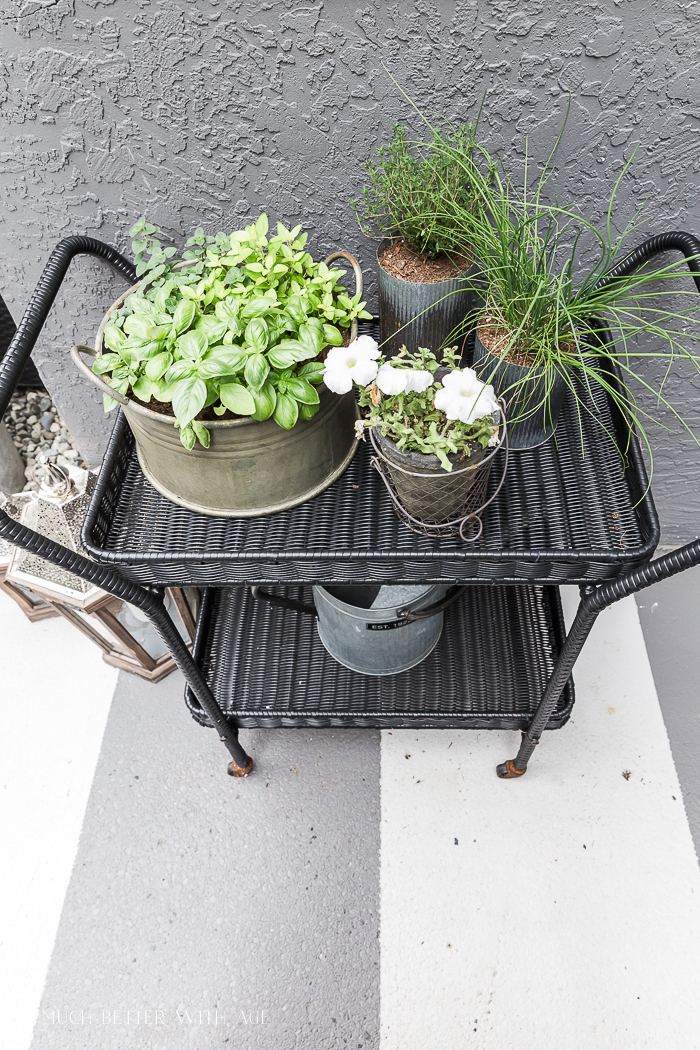 Planted herbs in small containers on cart. 