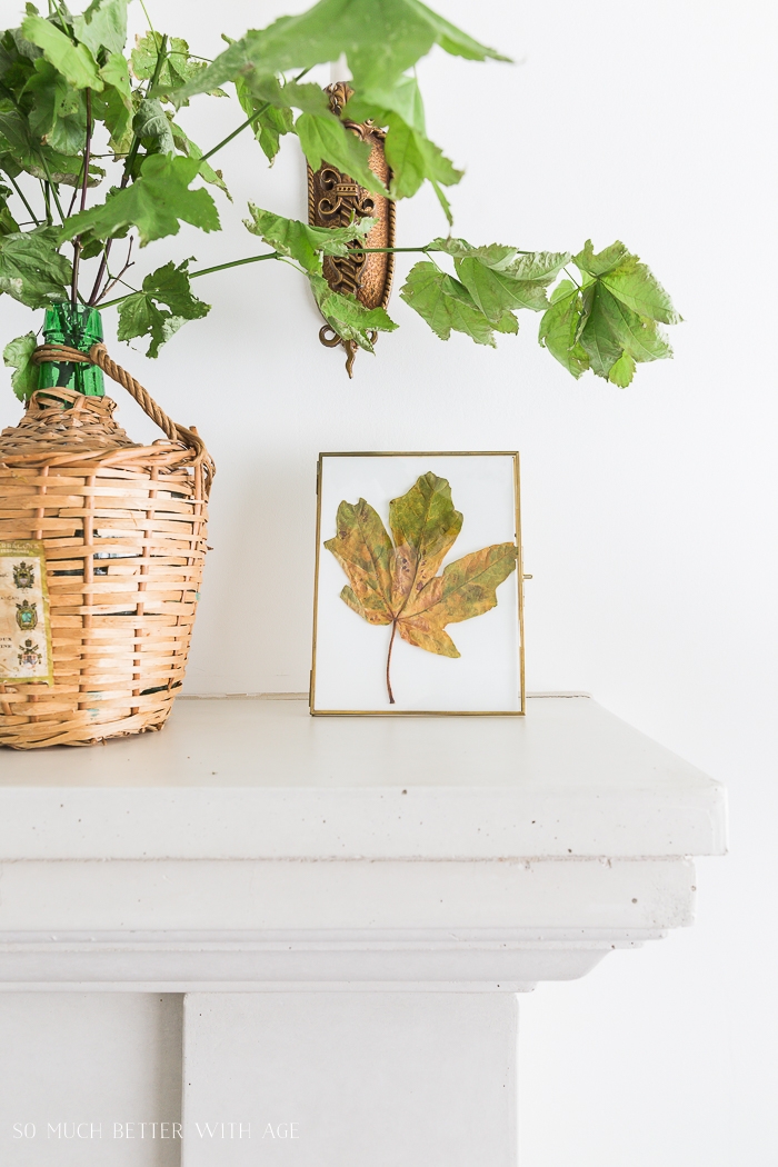 Fall leaf in frame on shelf beside fresh leaves. 