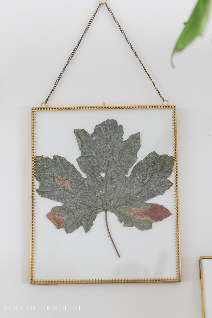 Green maple leaf in gold frame on hanging on wall.