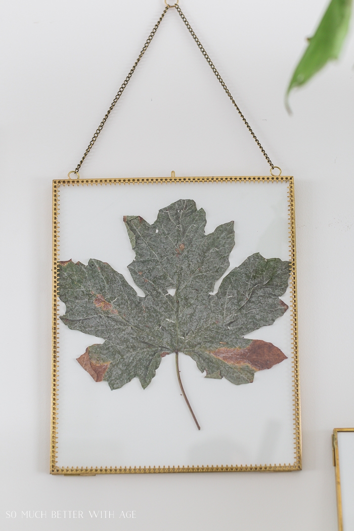 Green maple leaf in gold frame on hanging on wall. 