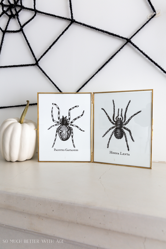 Halloween Spider / Tarantula Printables