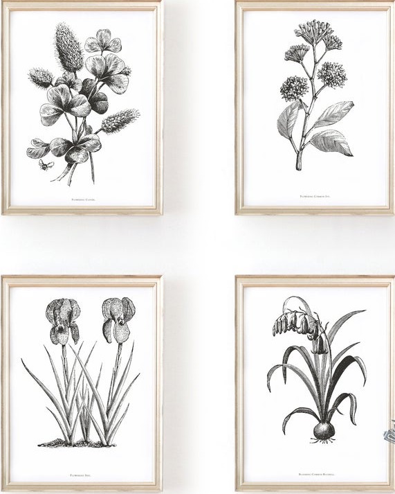 Botanical Engraving at Commonwealth Prints.