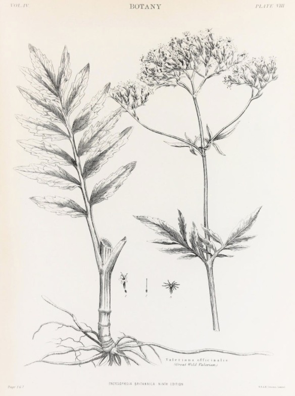 Botanical print from Paper Popinjay Prints. 