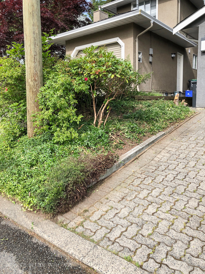 Shrubs by driveway. 