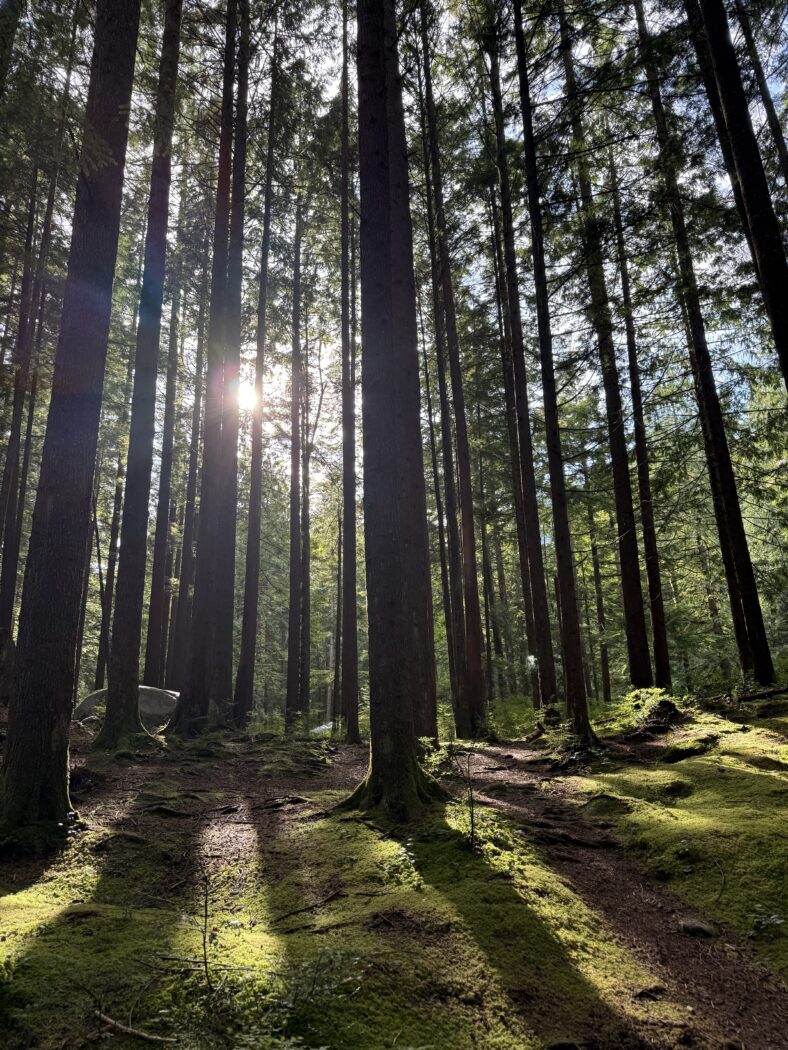 Beautiful sunlight streaming through tall trees in forest.